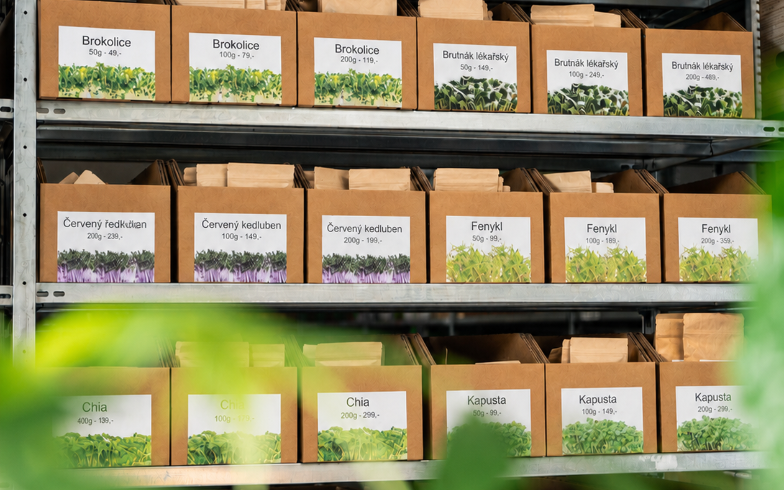 semínka microgreens